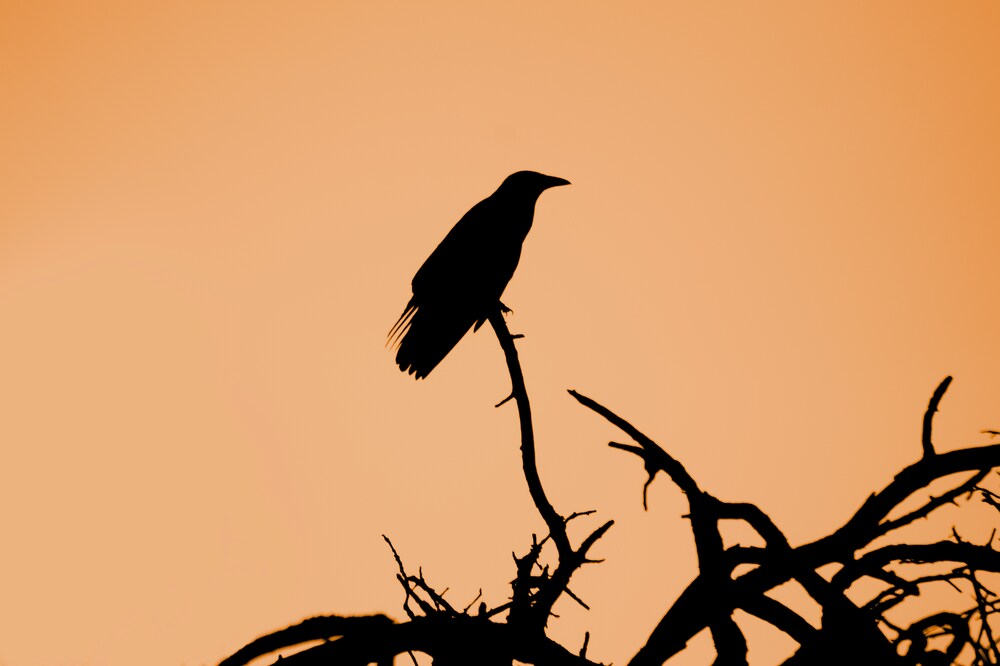 Un corbeau perché sur une branche, regardant fixement le lecteur